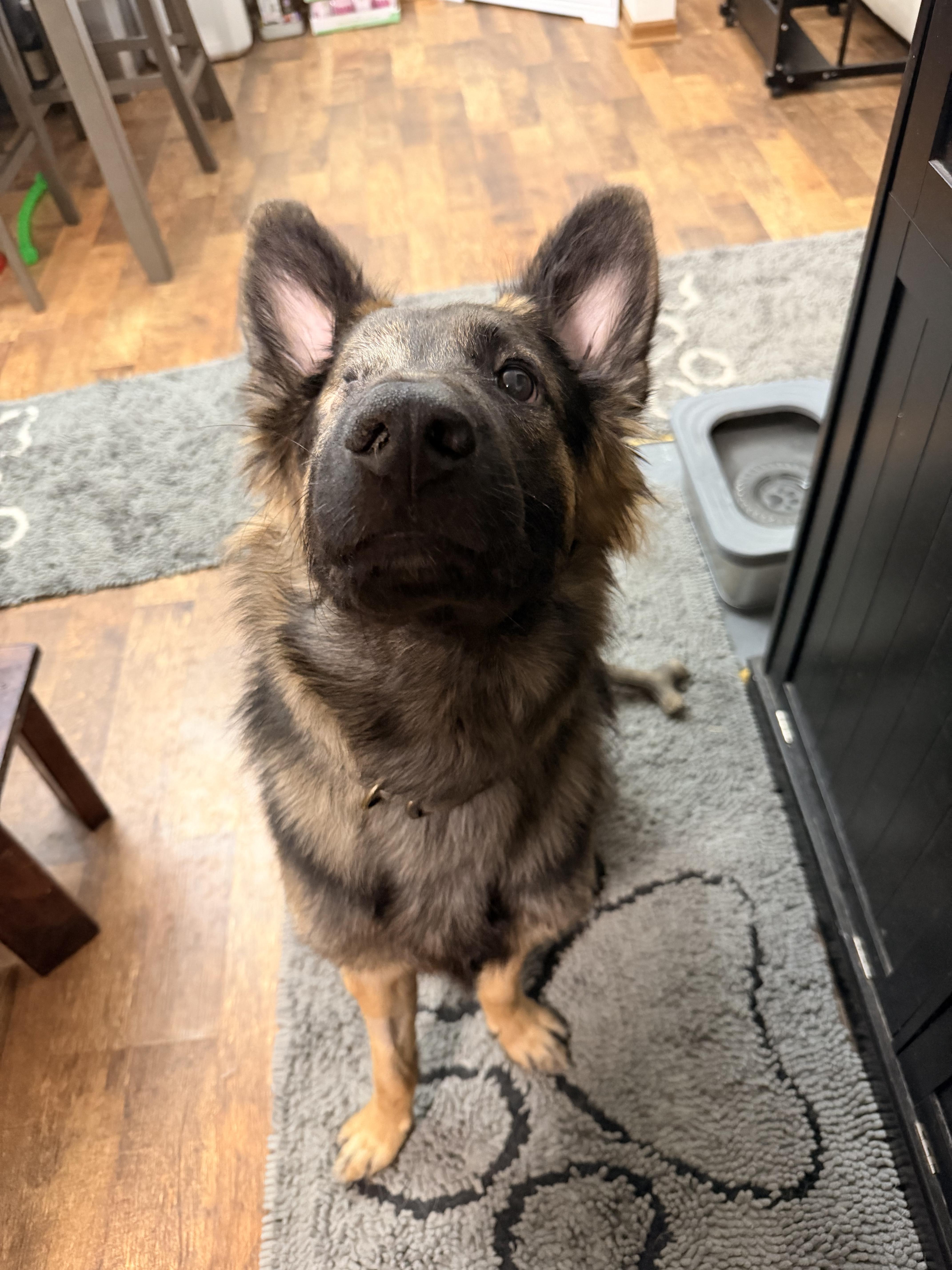 Murphy, an adopted German Shepherd Dog in Coal City, IL image 2/4