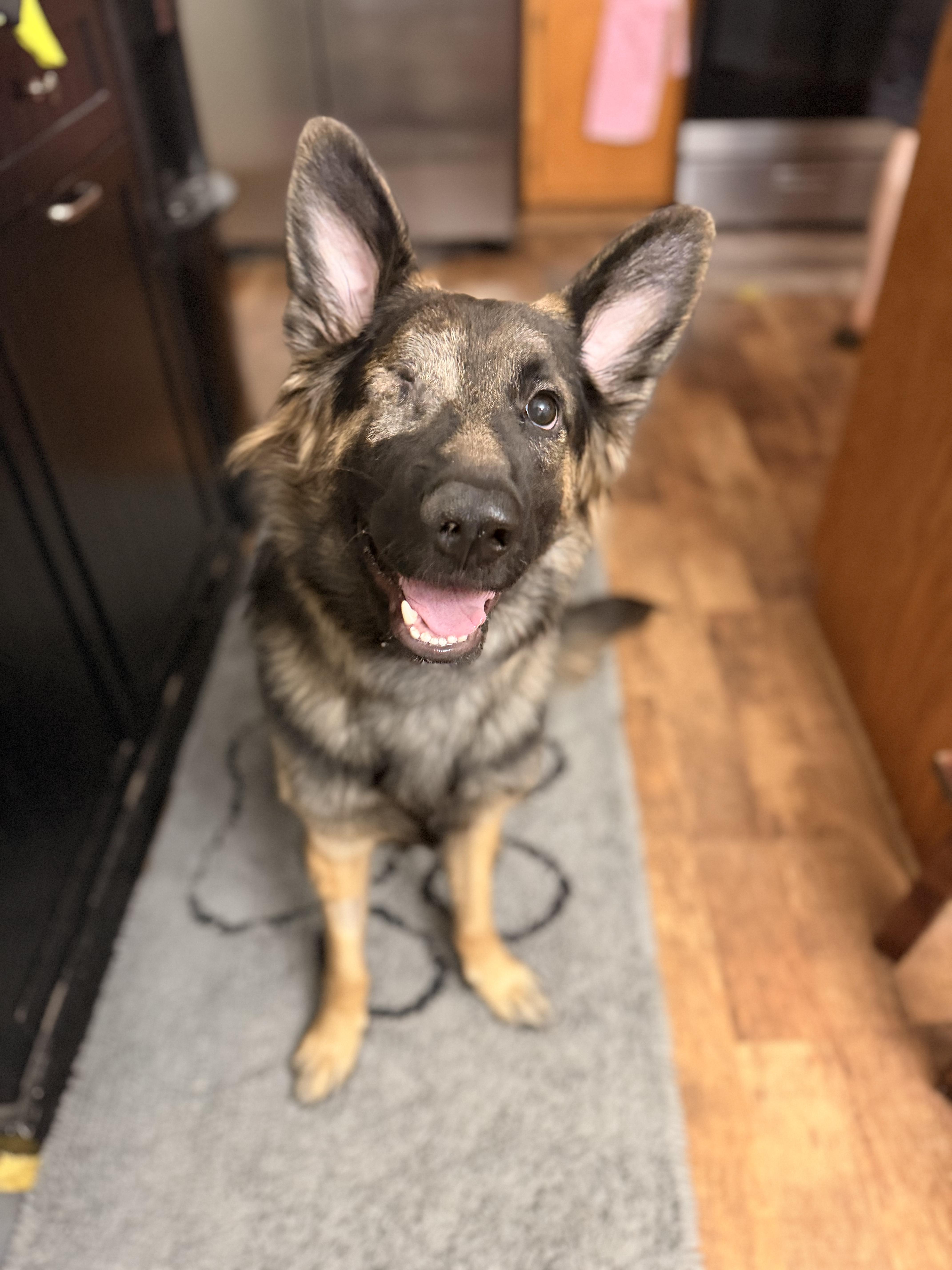 Murphy, adopted, Young Male German Shepherd Dog.