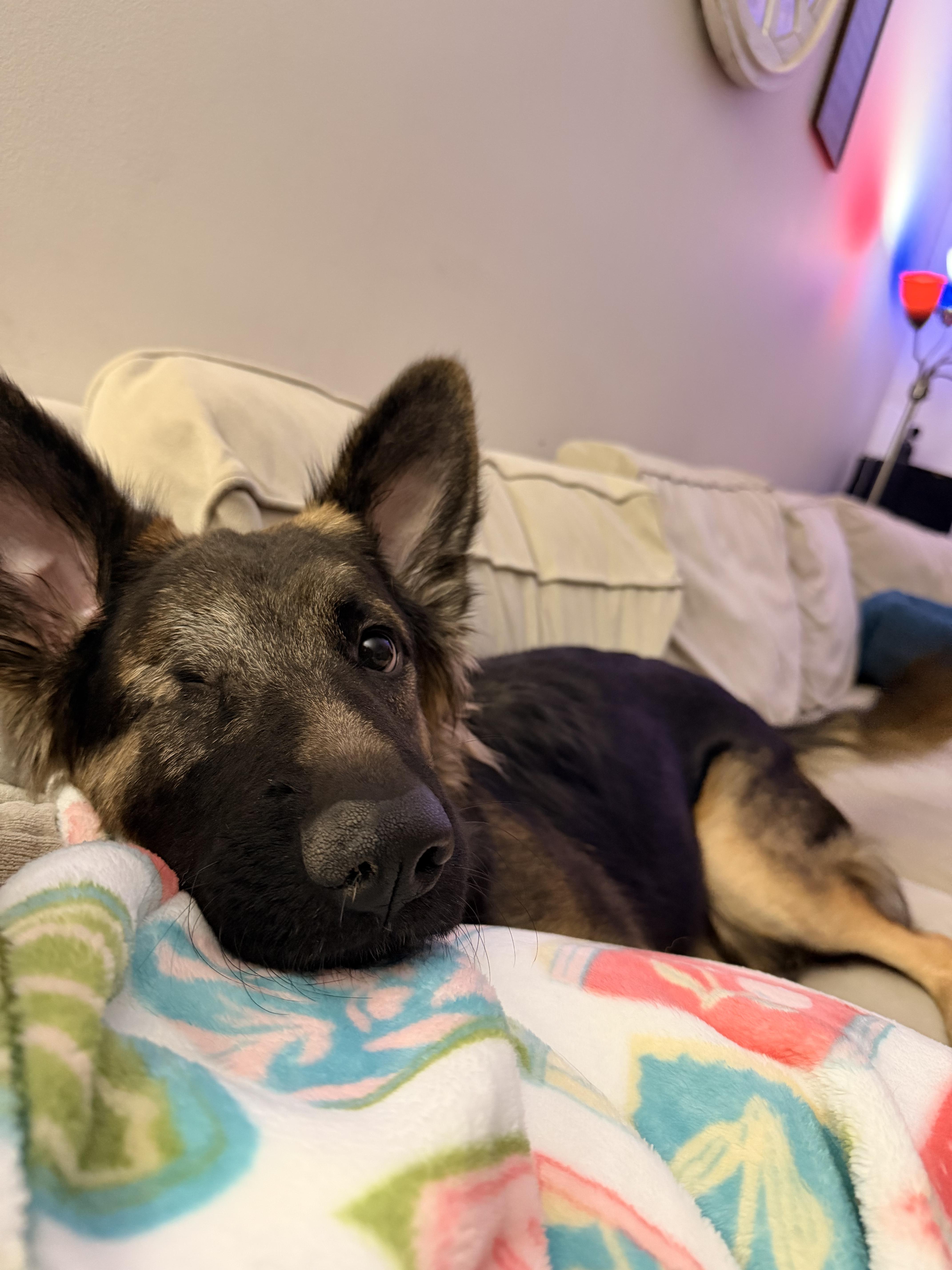 Murphy, an adopted German Shepherd Dog in Coal City, IL image 3/4