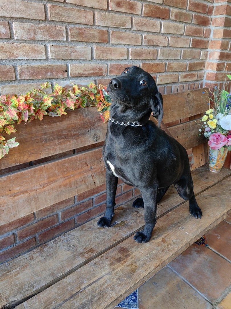 Brownie