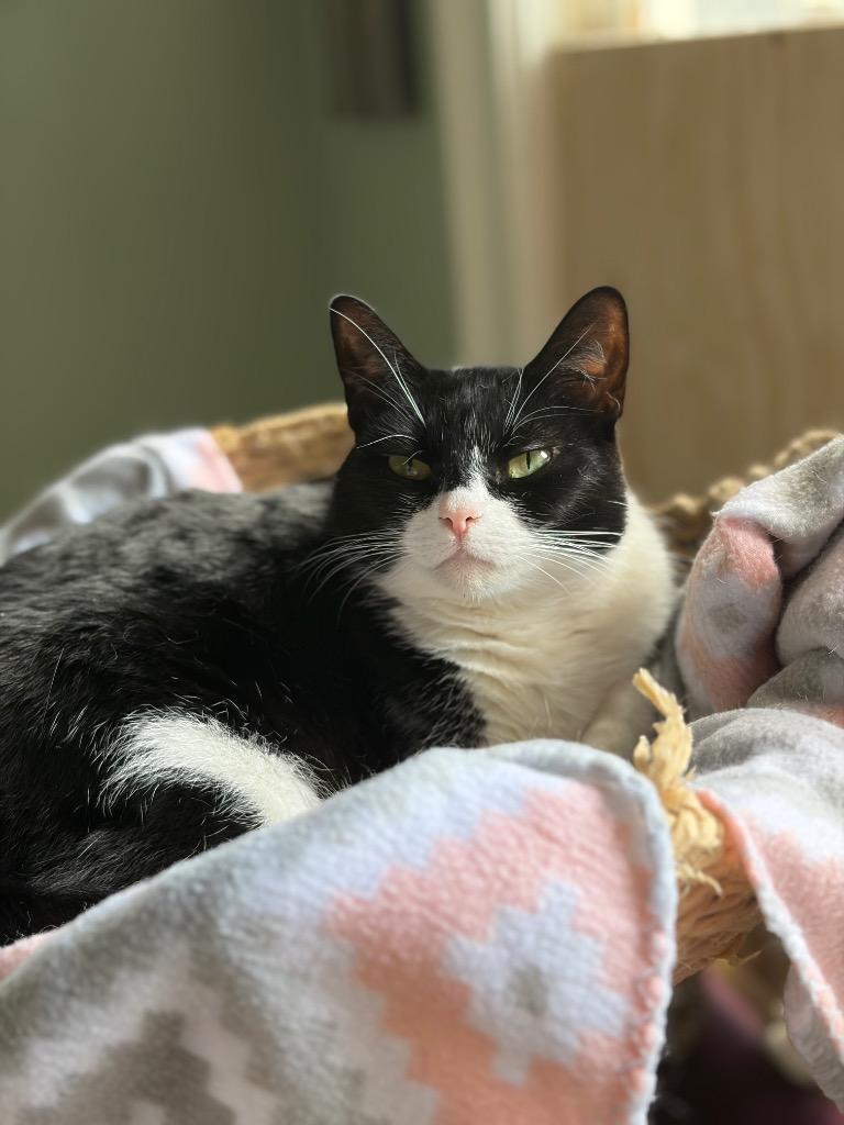 Batgirl, Adoptable, Adult Female Domestic Short Hair.