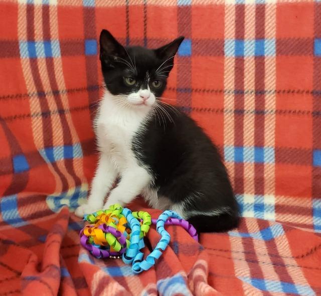 Batgirl, a Adoptable mixed breed in Hoover , AL image 2/2