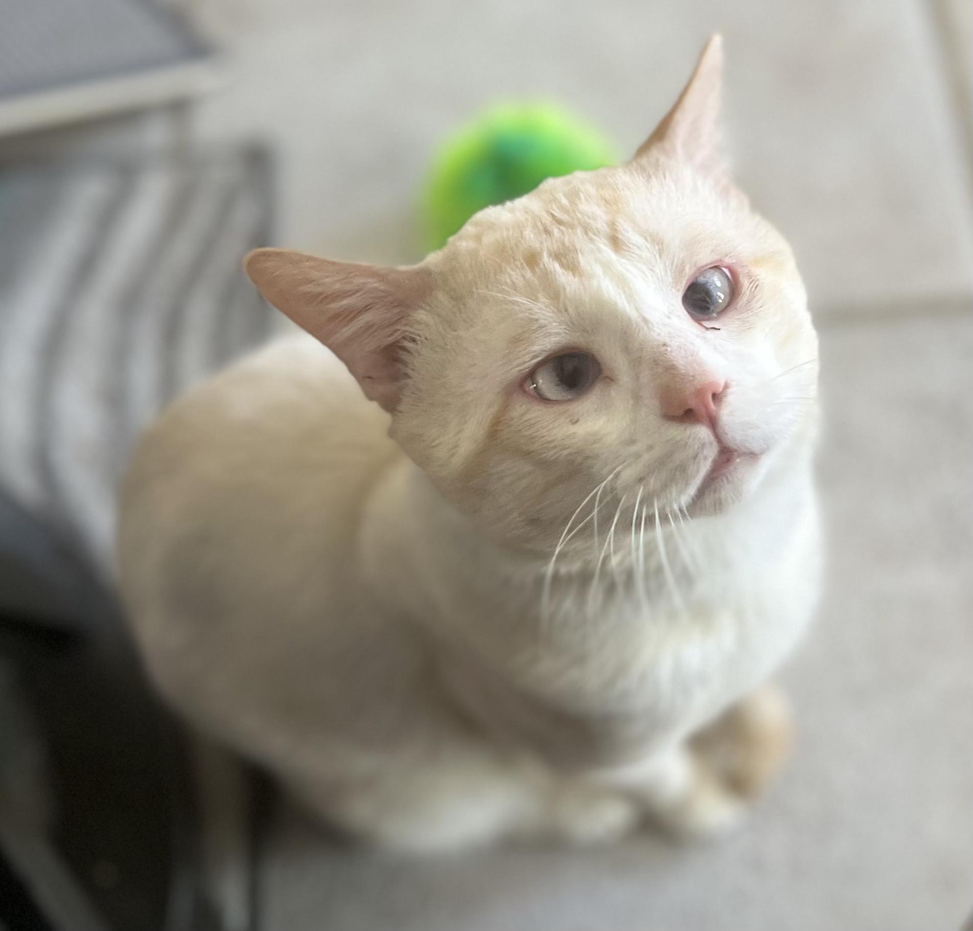 Paulie, the adorable cross-eyed kitty needs a home!, ADOPTABLE, Adult Male Domestic Short Hair & Siamese.