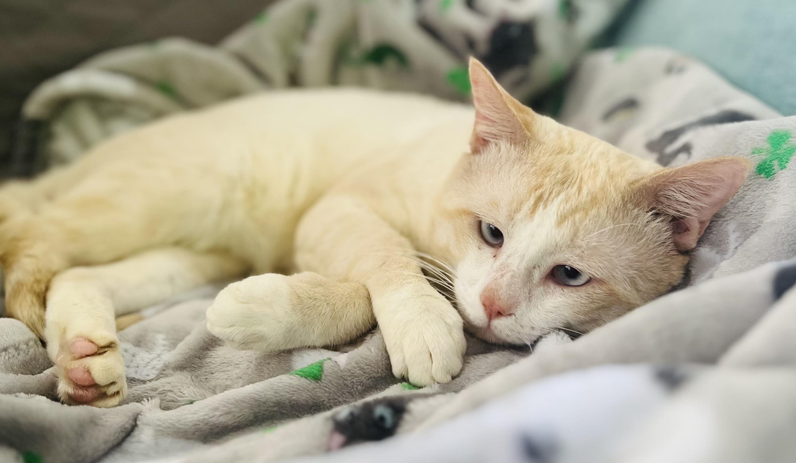 Paulie, the adorable cross-eyed homeless kitty!, ADOPTABLE, Adult Male Domestic Short Hair & Siamese.