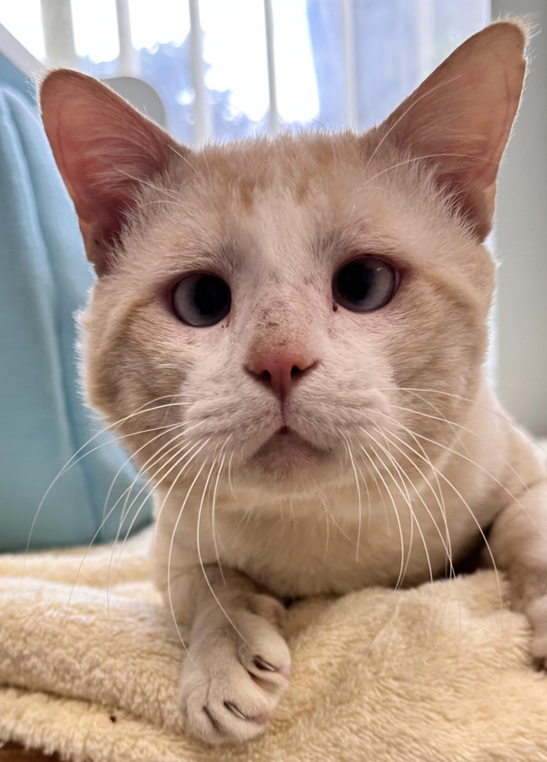 Enlarge Paulie, the adorable cross-eyed homeless kitty!, a ADOPTABLE mixed breed in Palm Coast, FL image 3/3