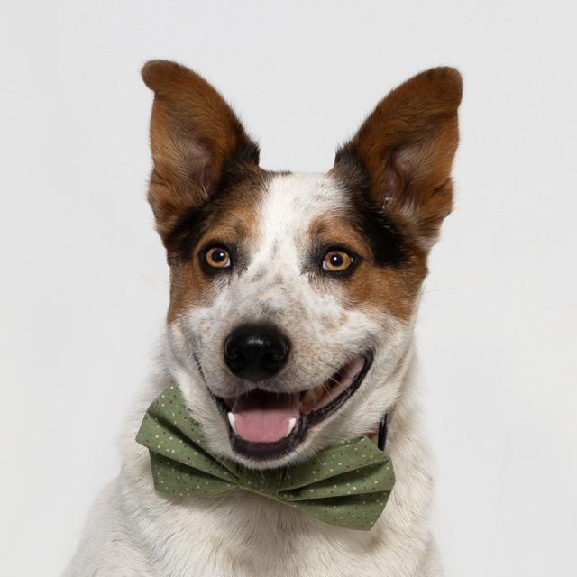 DUSTY, Adoptable, Adult Male Australian Cattle Dog / Blue Heeler.