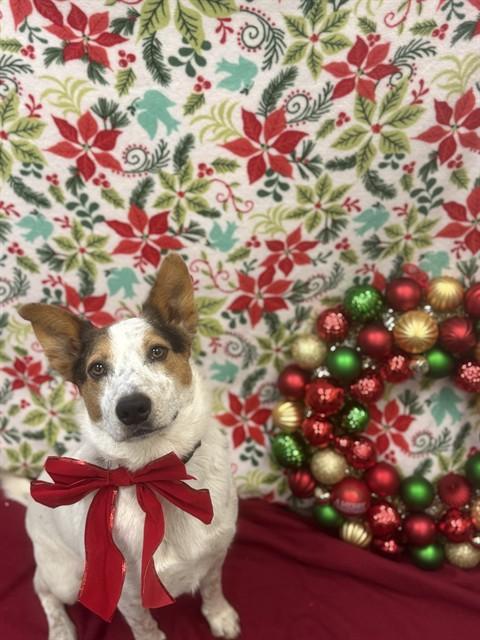 Enlarge DUSTY, a Adoptable Australian Cattle Dog / Blue Heeler in Santa Maria, CA image 1/1