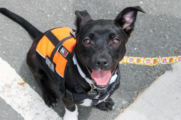 Enlarge ROCKET, a Adoptable mixed breed in Martinez, CA image 1/1