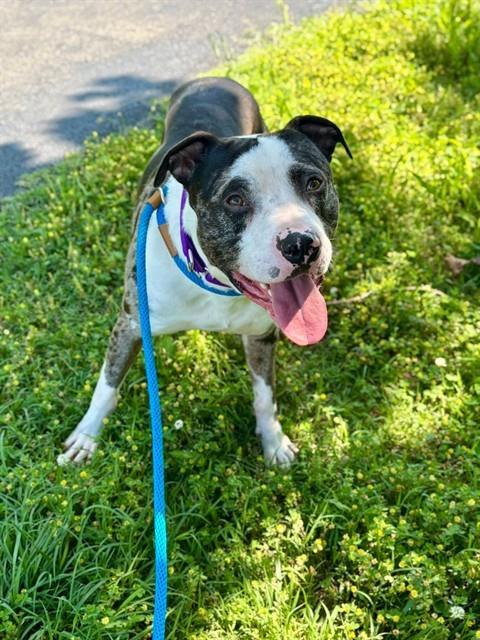 Enlarge GRAHAM, a Adoptable mixed breed in Saint Peters, MO image 1/1