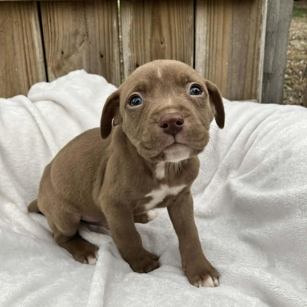 Maverick, Adoptable, Puppy Male Mixed Breed.