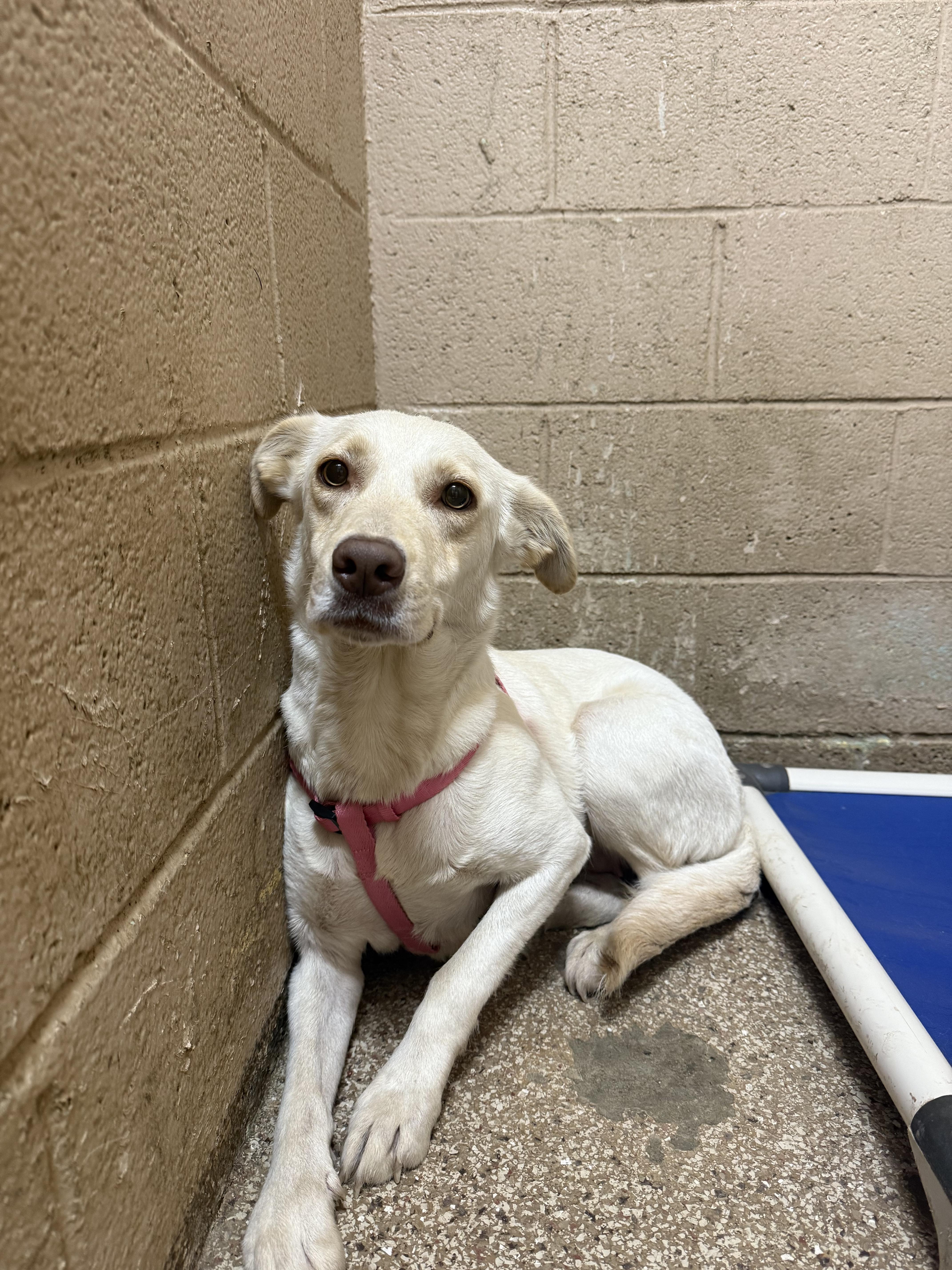 Enlarge Honey, a ADOPTABLE Yellow Labrador Retriever in Hendersonville, TN image 1/1