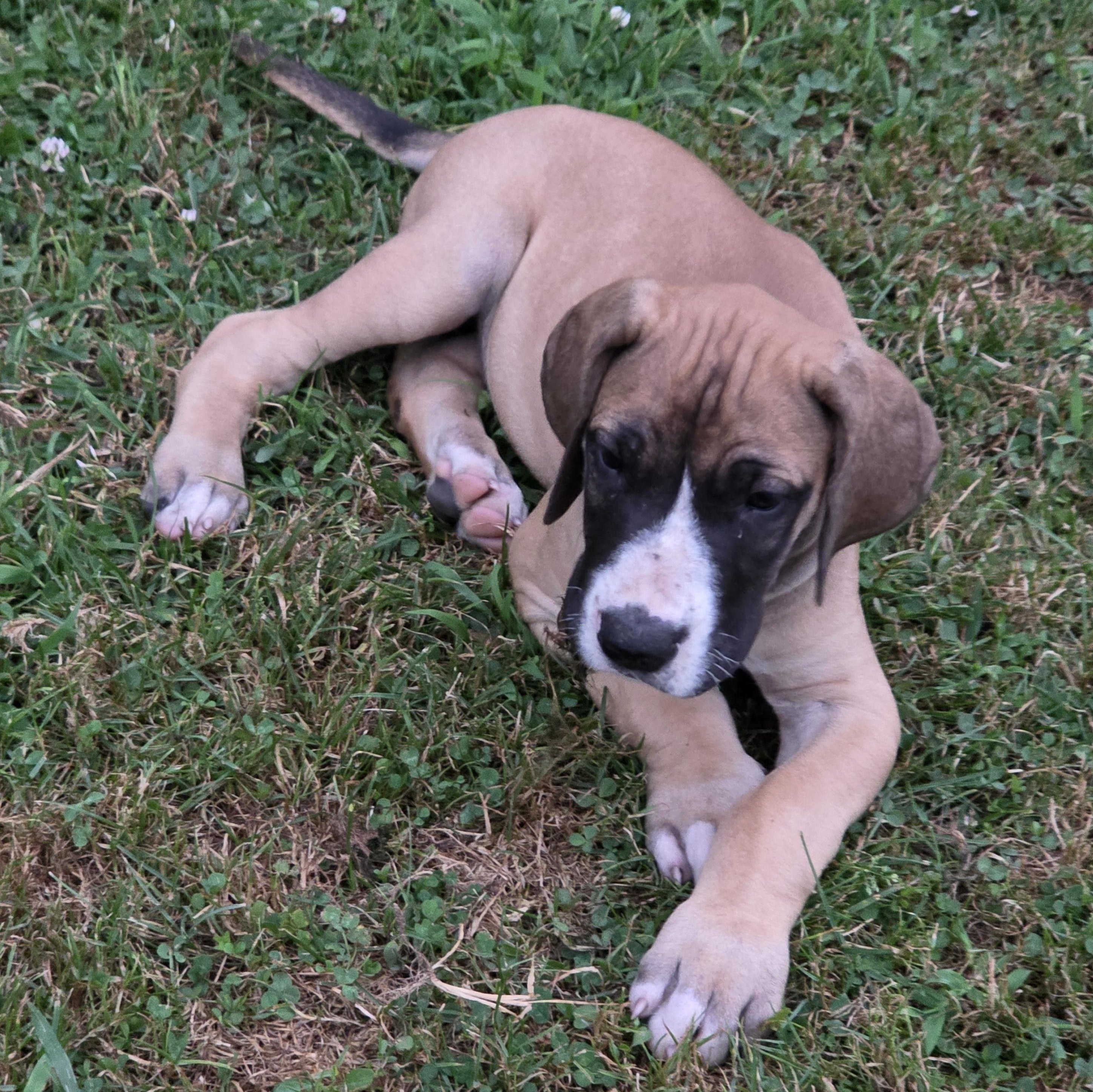 Enlarge Grunt, a Adopted Great Dane in Diamond, OH image 1/1