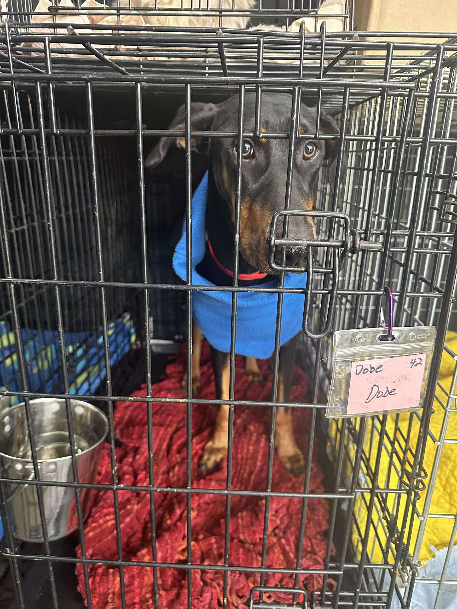 Duchee Adoption Pending!, a Adoptable Doberman Pinscher in Buffalo, MN image 1/3