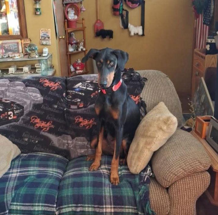 Duchee Adoption Pending!, a Adoptable Doberman Pinscher in Buffalo, MN image 2/3