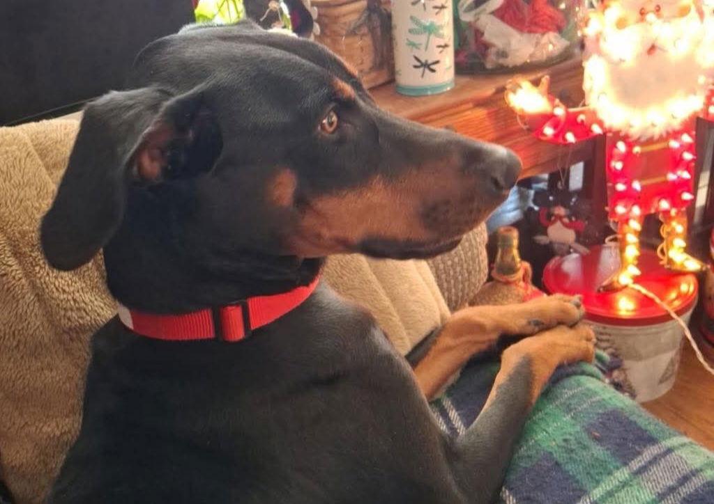 Enlarge Duchee, a Adopted Doberman Pinscher in Buffalo, MN image 3/3