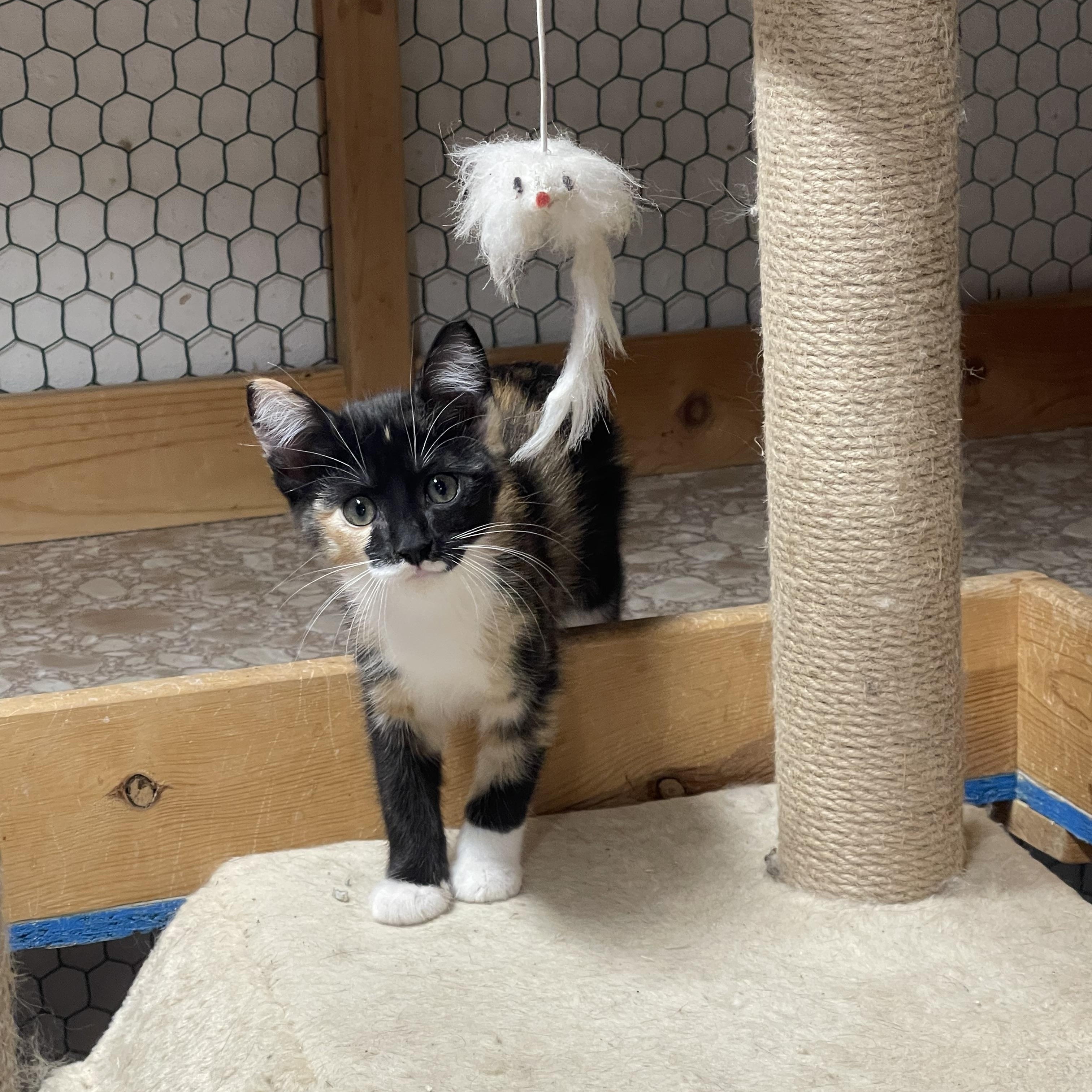 Chickadee, an adoptable Domestic Short Hair in Ronan, MT, 59864 | Photo Image 1