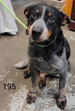 Enlarge Mandy *Help! I need a foster home by Oct 1!*, a Adoptable Australian Cattle Dog / Blue Heeler in Crystal, MN image 1/1