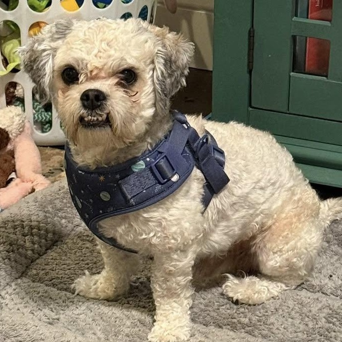 Enlarge Dickens Turner, a Adoptable Shih Tzu in Plano, TX image 1/1