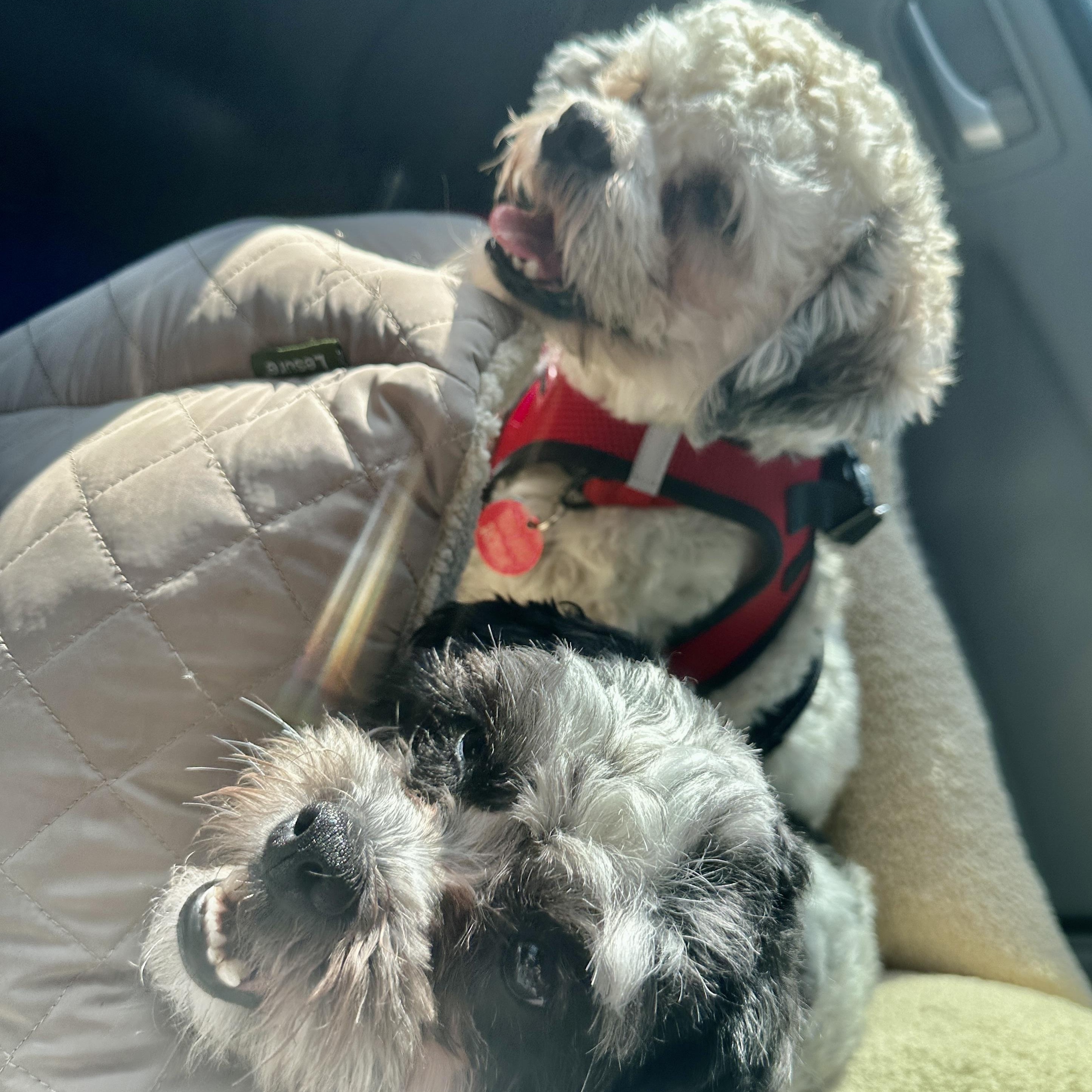 Enlarge Dickens Turner, a Adoptable mixed breed in Plano, TX image 2/3