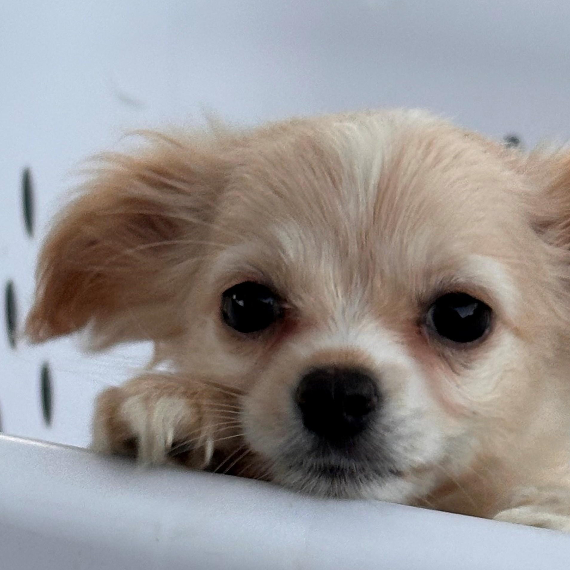 EMBER, Adoptable, Puppy Male Chihuahua & Pomeranian.