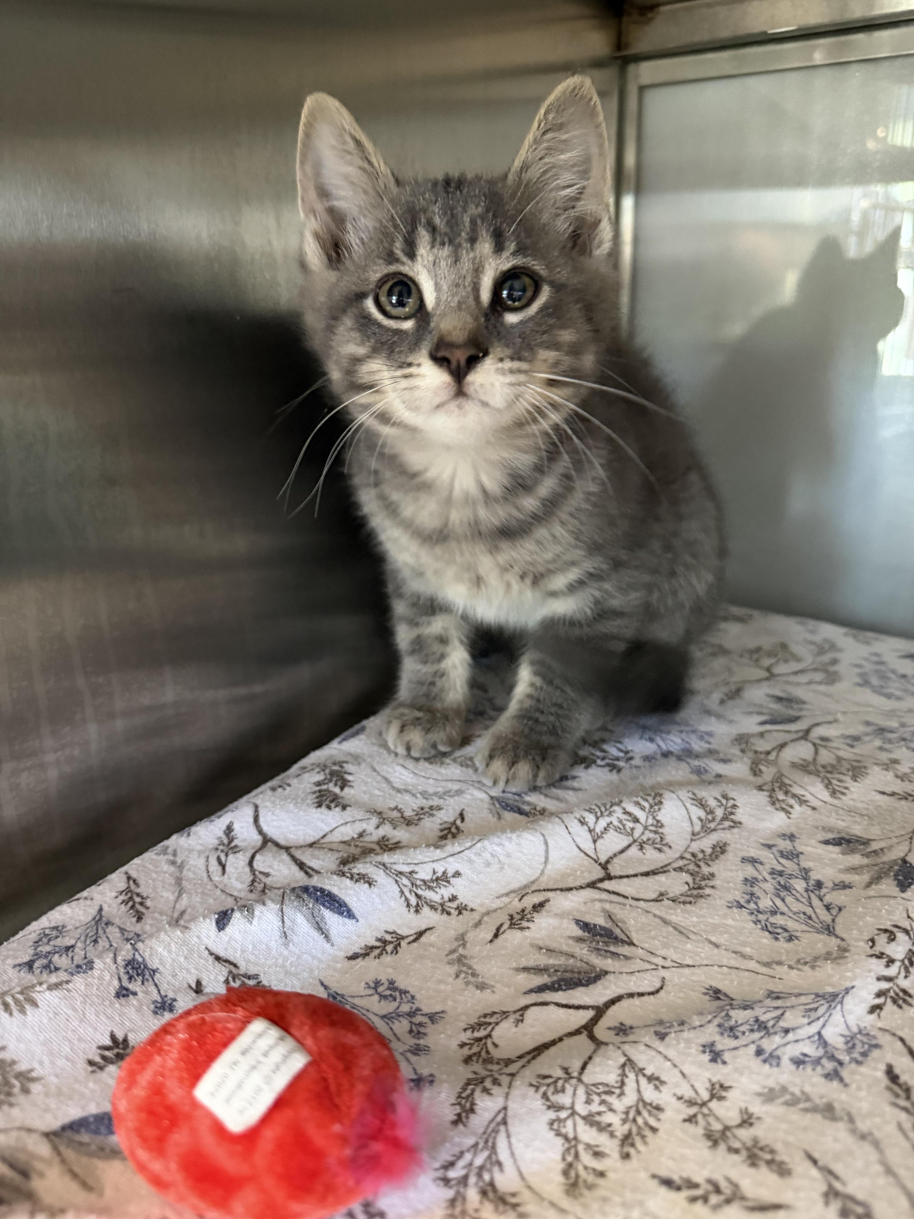 Fishsticks, adopted, Kitten Male Domestic Short Hair.