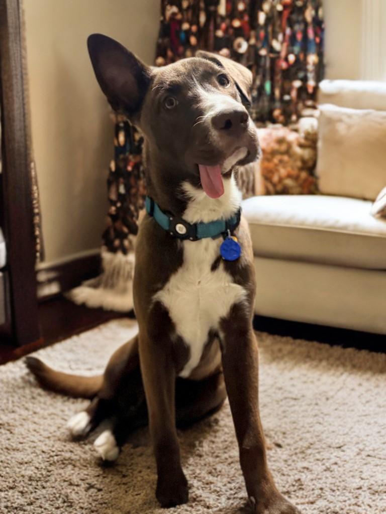 Enlarge CadburyEgg, a Adoptable mixed breed in Houston, TX image 1/6