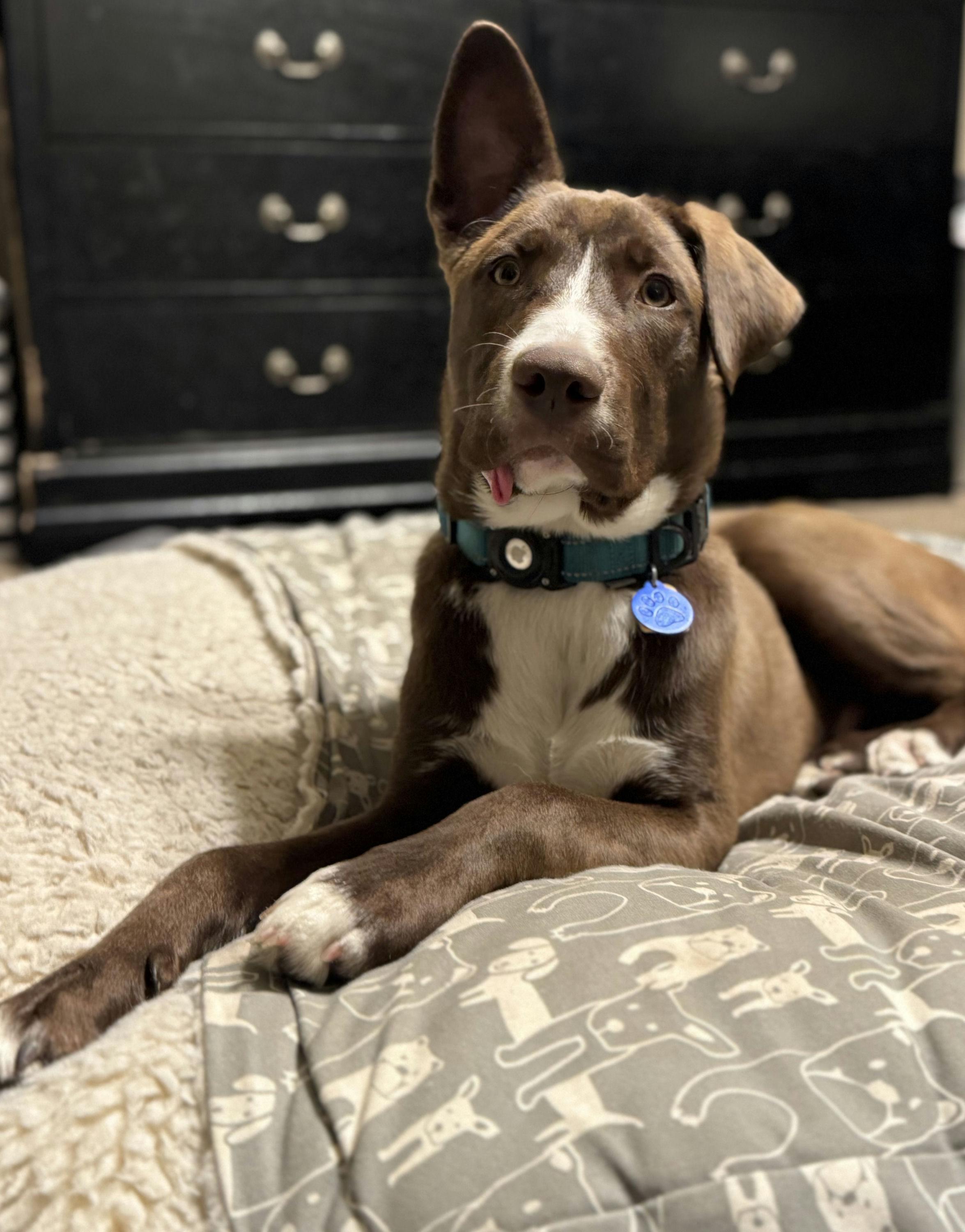 Enlarge CadburyEgg, a Adoptable mixed breed in Houston, TX image 6/6