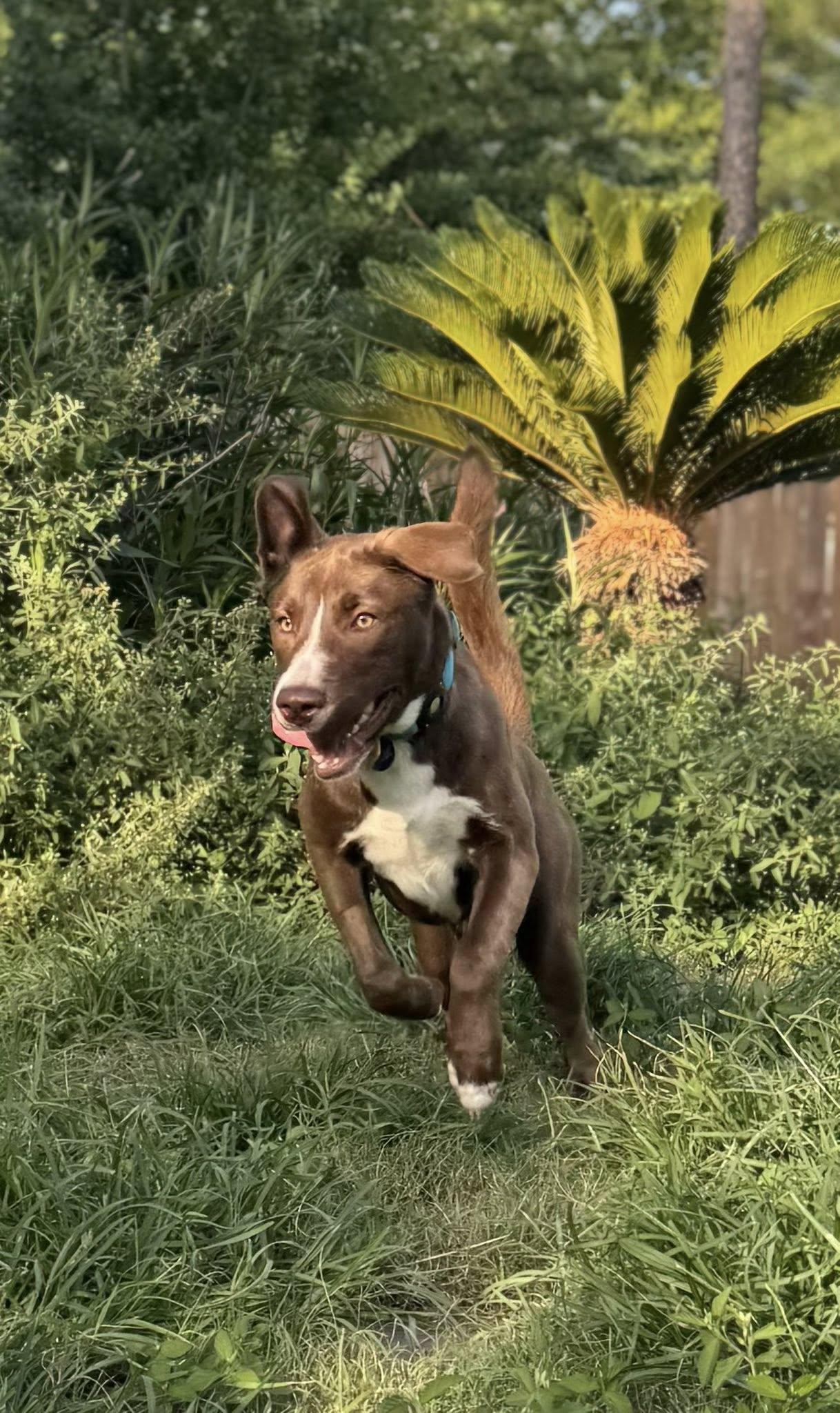 Enlarge CadburyEgg, a Adoptable mixed breed in Houston, TX image 3/6