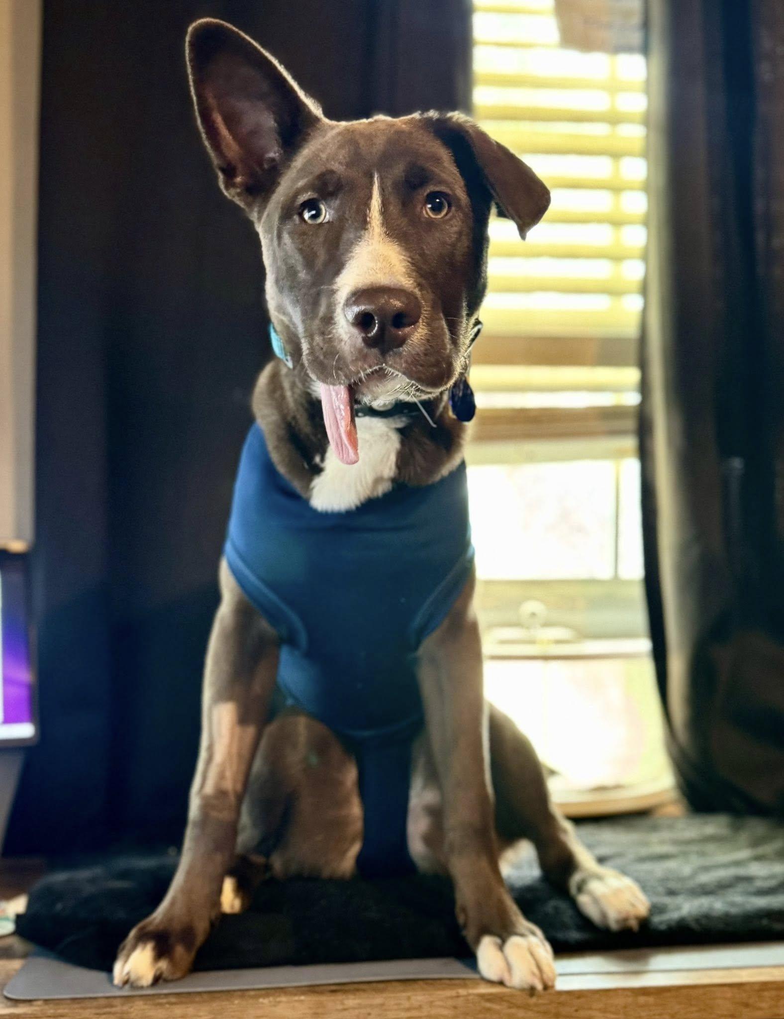 Enlarge CadburyEgg, a Adoptable mixed breed in Houston, TX image 1/6