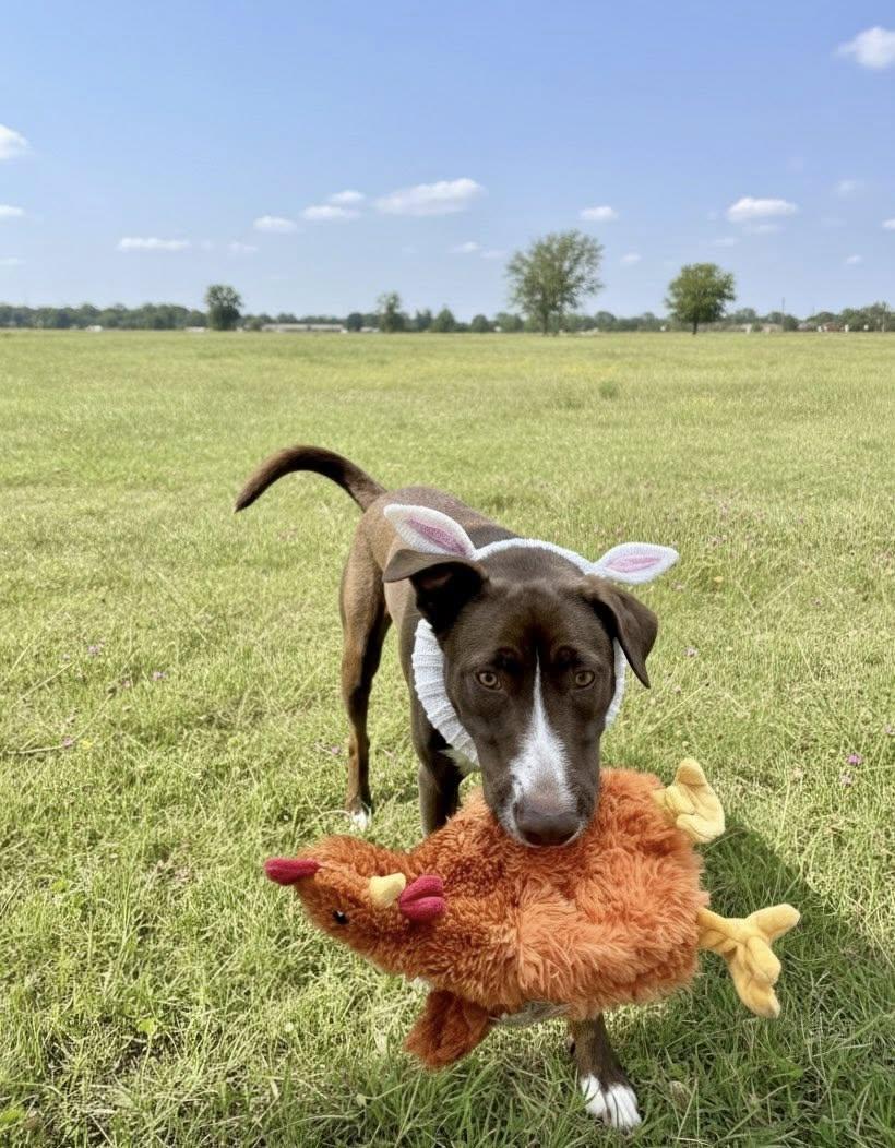 Enlarge CadburyEgg, a Adoptable mixed breed in Houston, TX image 2/6