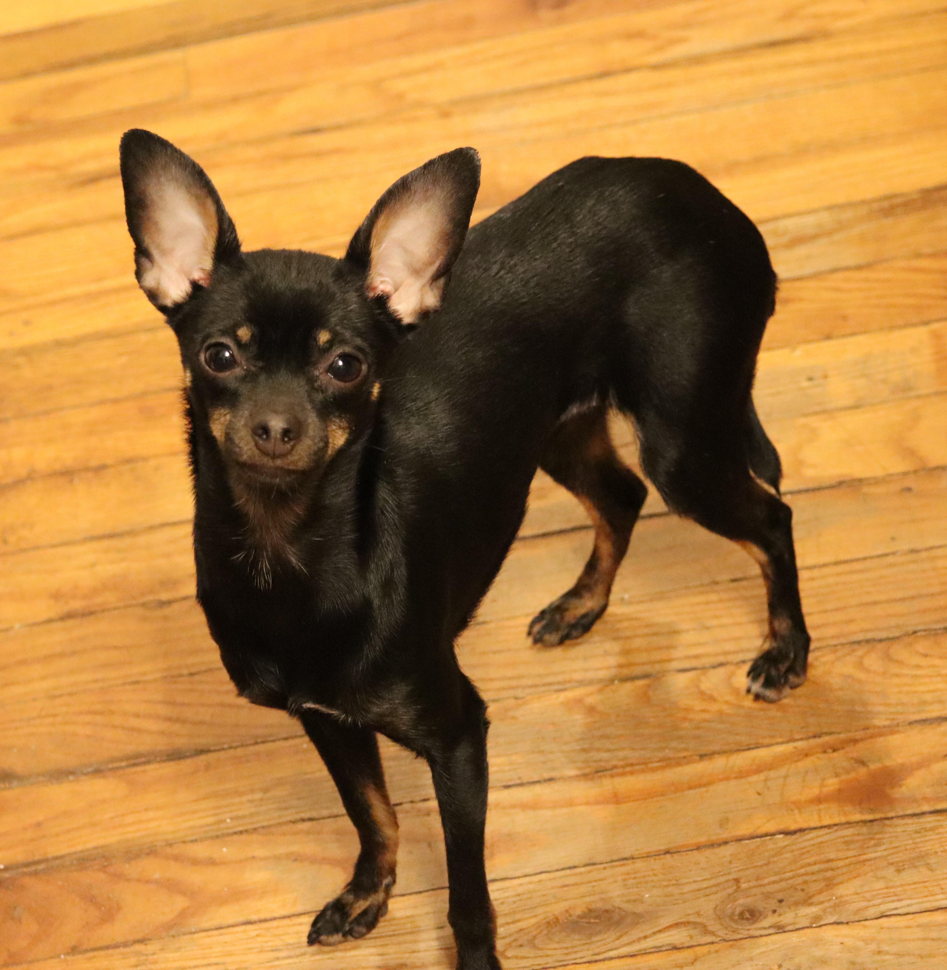 Enlarge Harleequinn, a Adoptable Chihuahua in Brentwood , NH image 2/6