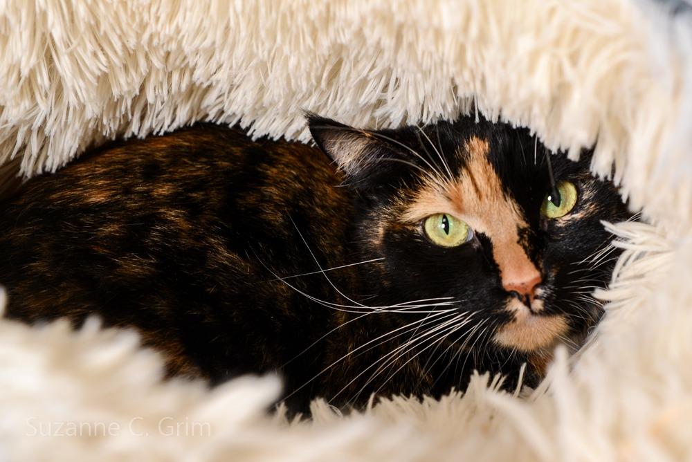 Mia, a Adoptable mixed breed in New Orleans, LA image 3/5