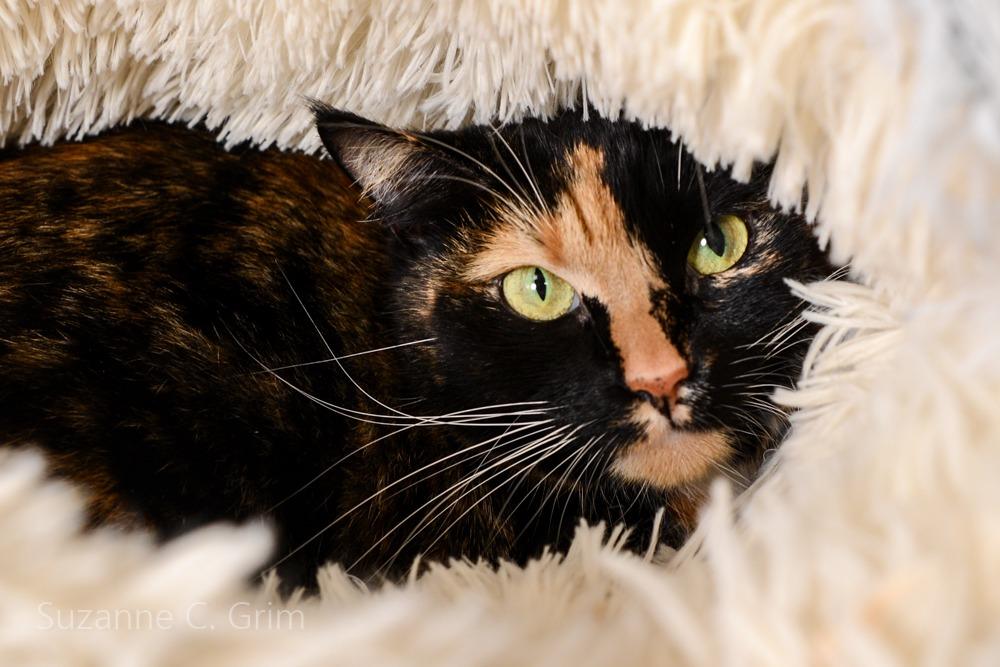 Mia, a Adoptable mixed breed in New Orleans, LA image 5/5