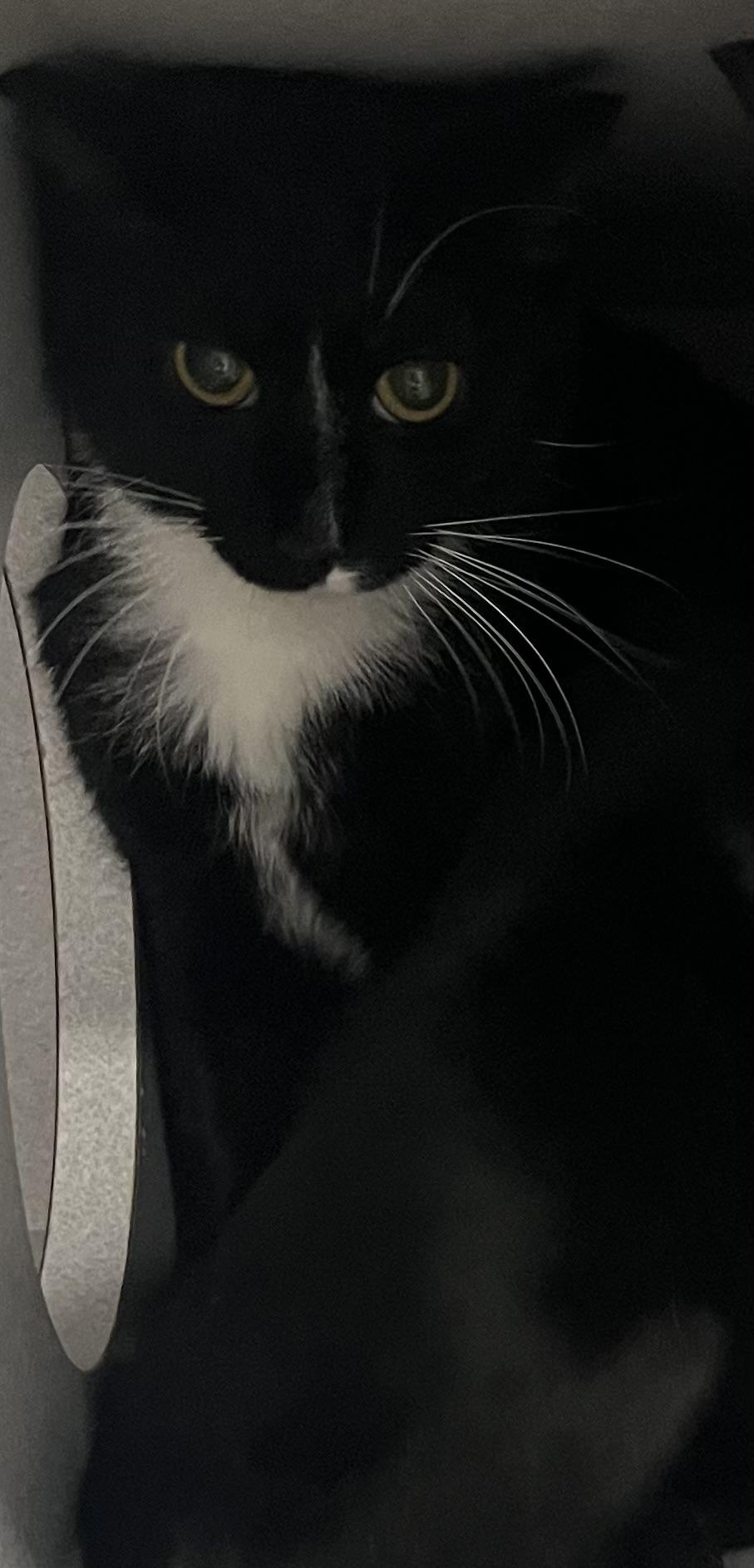 Bert, ADOPTABLE, Adult Male Domestic Short Hair.