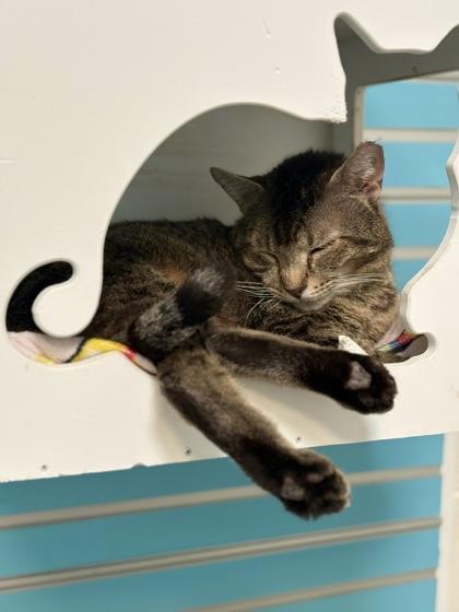 Indigo, Adoptable, Adult Male Domestic Short Hair & Domestic Short Hair.