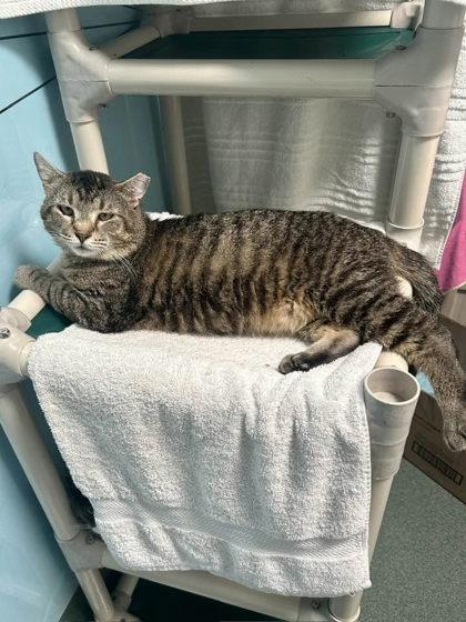 Enlarge Indigo, a Adoptable mixed breed in Fairfax, VA image 2/3