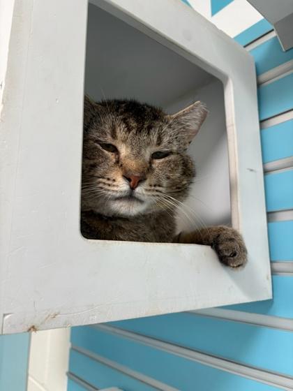Enlarge Indigo, a Adoptable mixed breed in Fairfax, VA image 3/3
