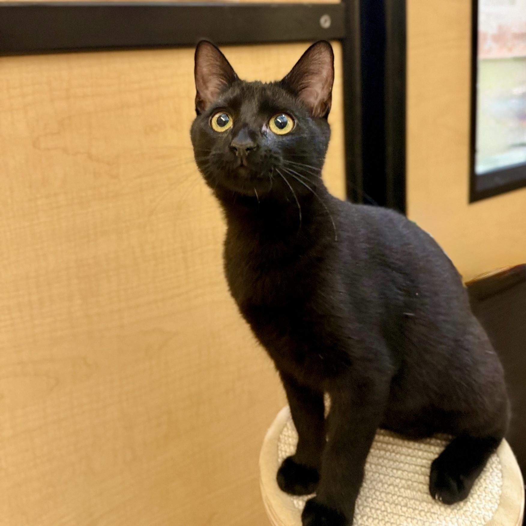 Enlarge Thumblina aka Lina, a Adoptable Domestic Short Hair in Austin, TX image 6/6
