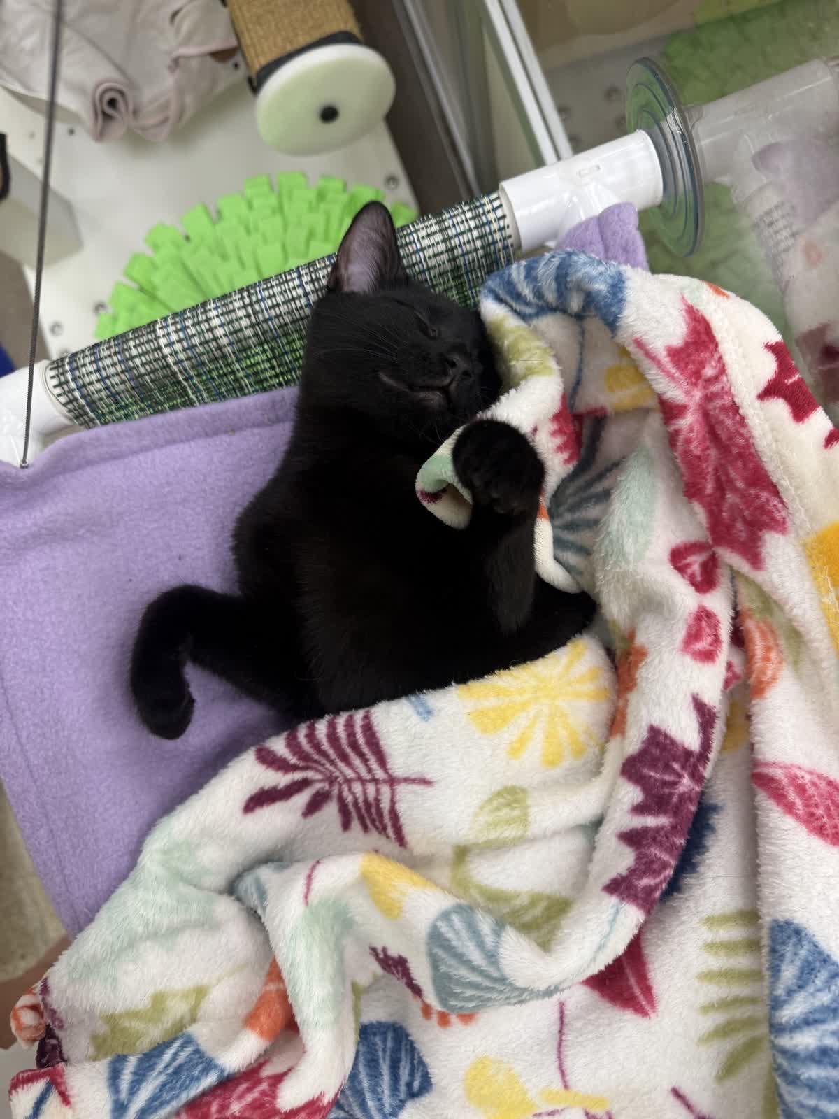 Enlarge Thumblina aka Lina, a Adoptable Domestic Short Hair in Austin, TX image 2/6