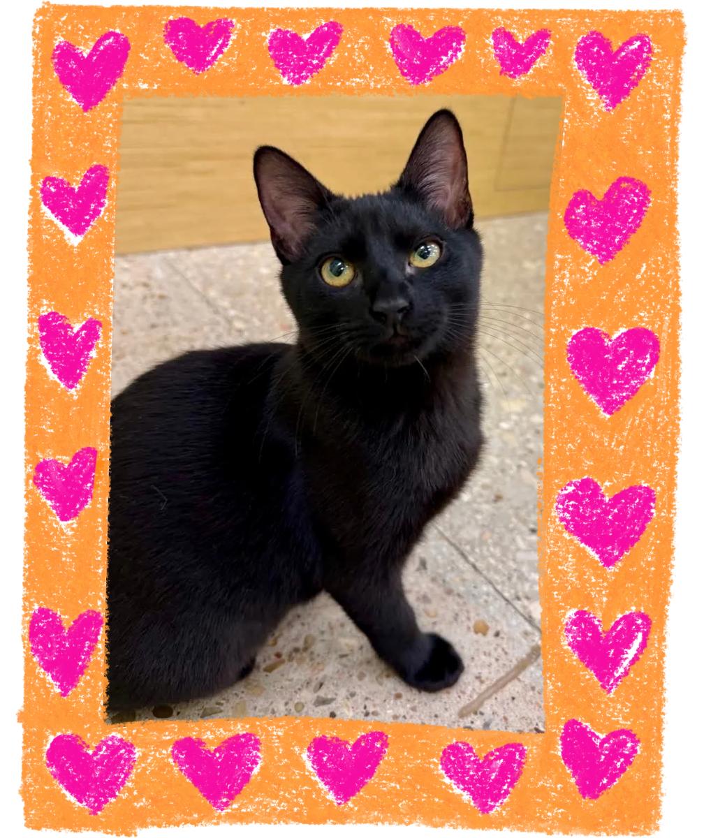 Enlarge Thumblina aka Lina, a Adoptable Domestic Short Hair in Austin, TX image 4/6