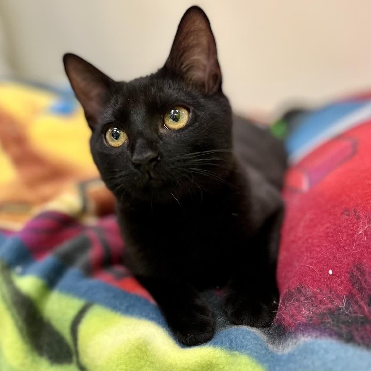 Thumblina aka Lina, Adoptable, Kitten Female Domestic Short Hair.