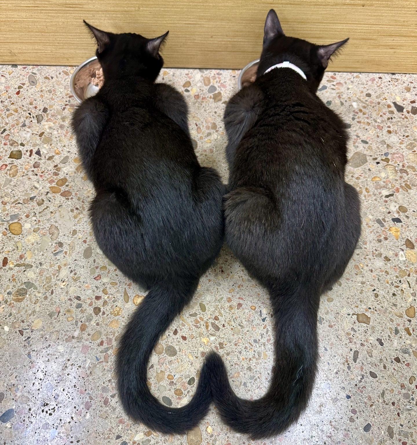 Enlarge Thumblina aka Lina, a Adoptable Domestic Short Hair in Austin, TX image 3/6