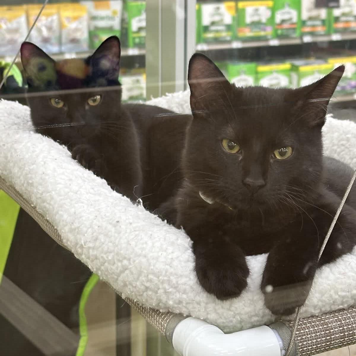 Enlarge Thumblina aka Lina, a Adoptable Domestic Short Hair in Austin, TX image 5/6