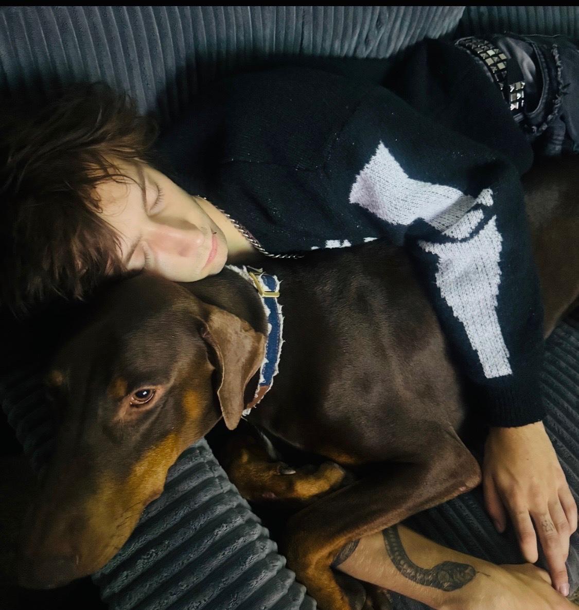 Enlarge Cooper the Dashing Doberman, a Adoptable Doberman Pinscher in Encino, CA image 2/6