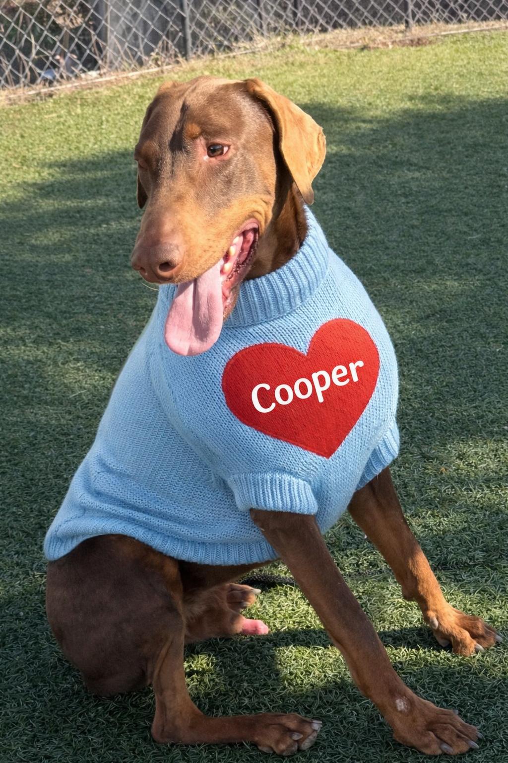 Enlarge Cooper the Dashing Doberman, a Adoptable Doberman Pinscher in Encino, CA image 3/6