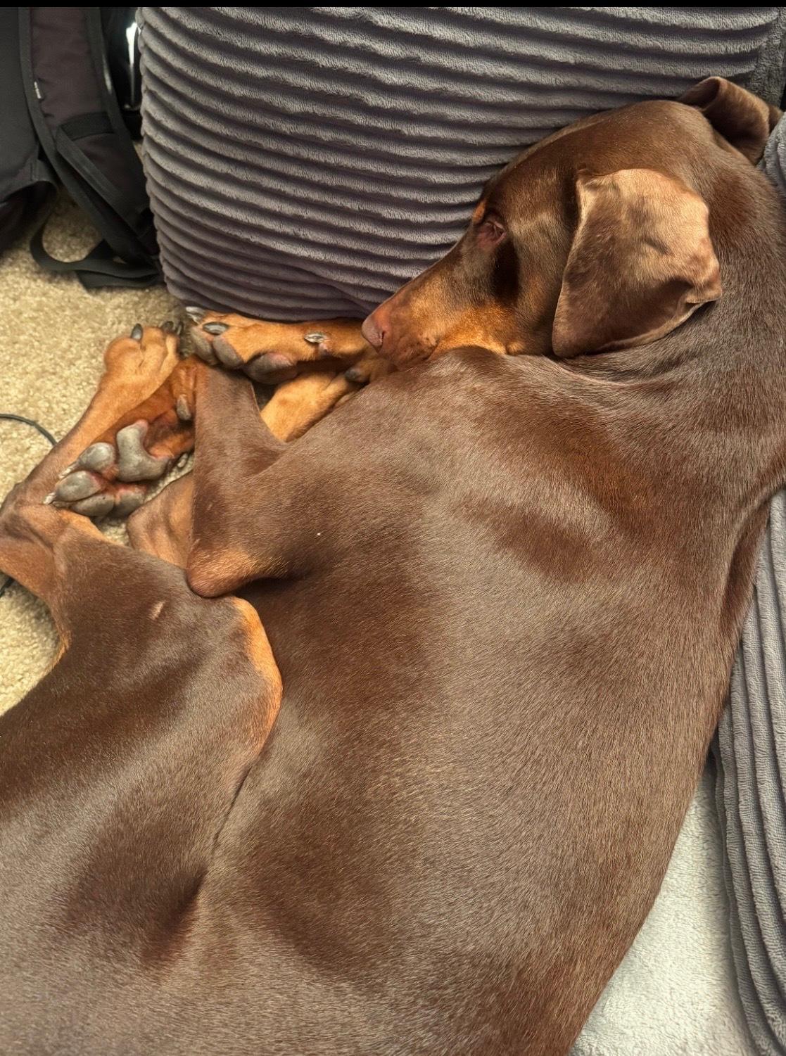 Enlarge Cooper the Dashing Doberman, a Adoptable Doberman Pinscher in Encino, CA image 4/6