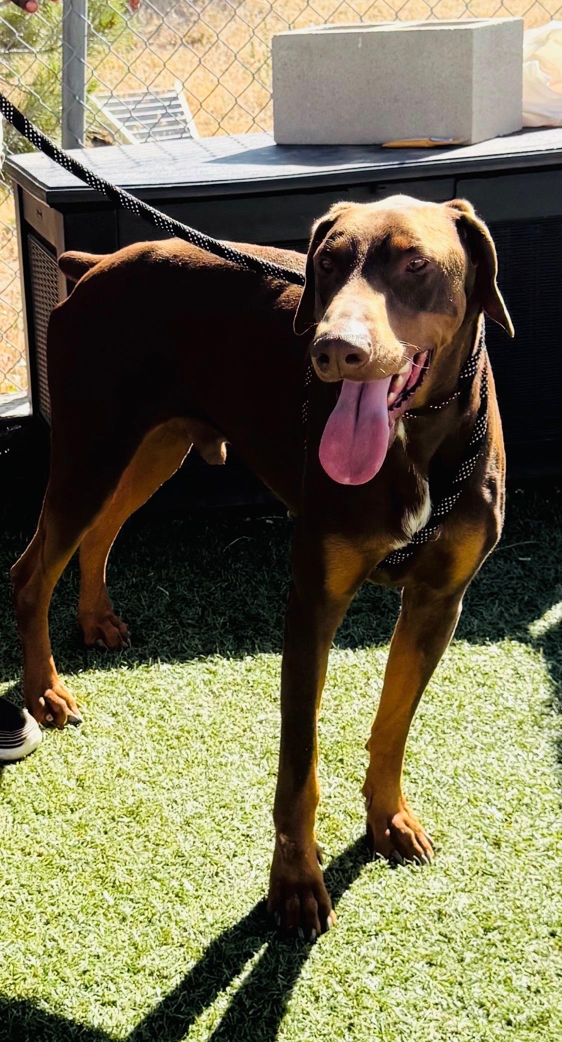 Enlarge Cooper the Dashing Doberman, a Adoptable Doberman Pinscher in Encino, CA image 5/6