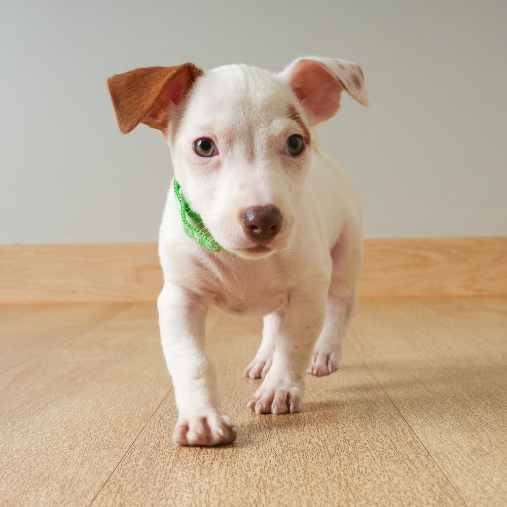 Enlarge Rey D71431, a Adoptable mixed breed in Minnetonka, MN image 2/4