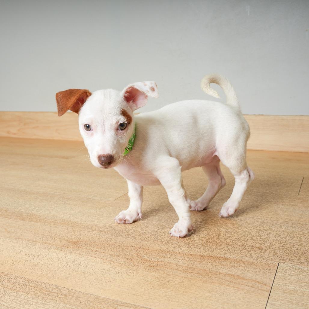 Enlarge Rey D71431, a Adoptable mixed breed in Minnetonka, MN image 3/4