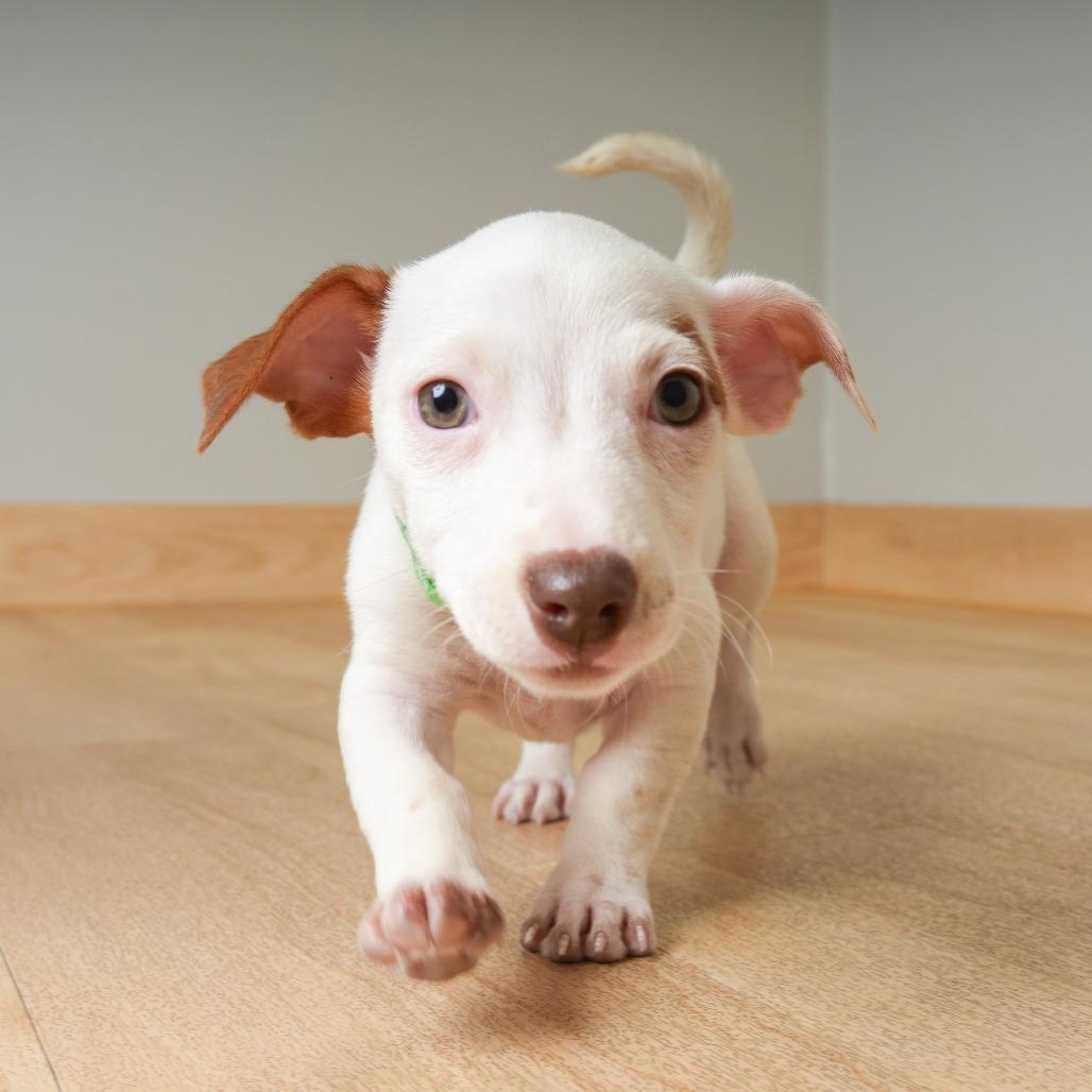 Enlarge Rey D71431, a Adoptable mixed breed in Minnetonka, MN image 4/4